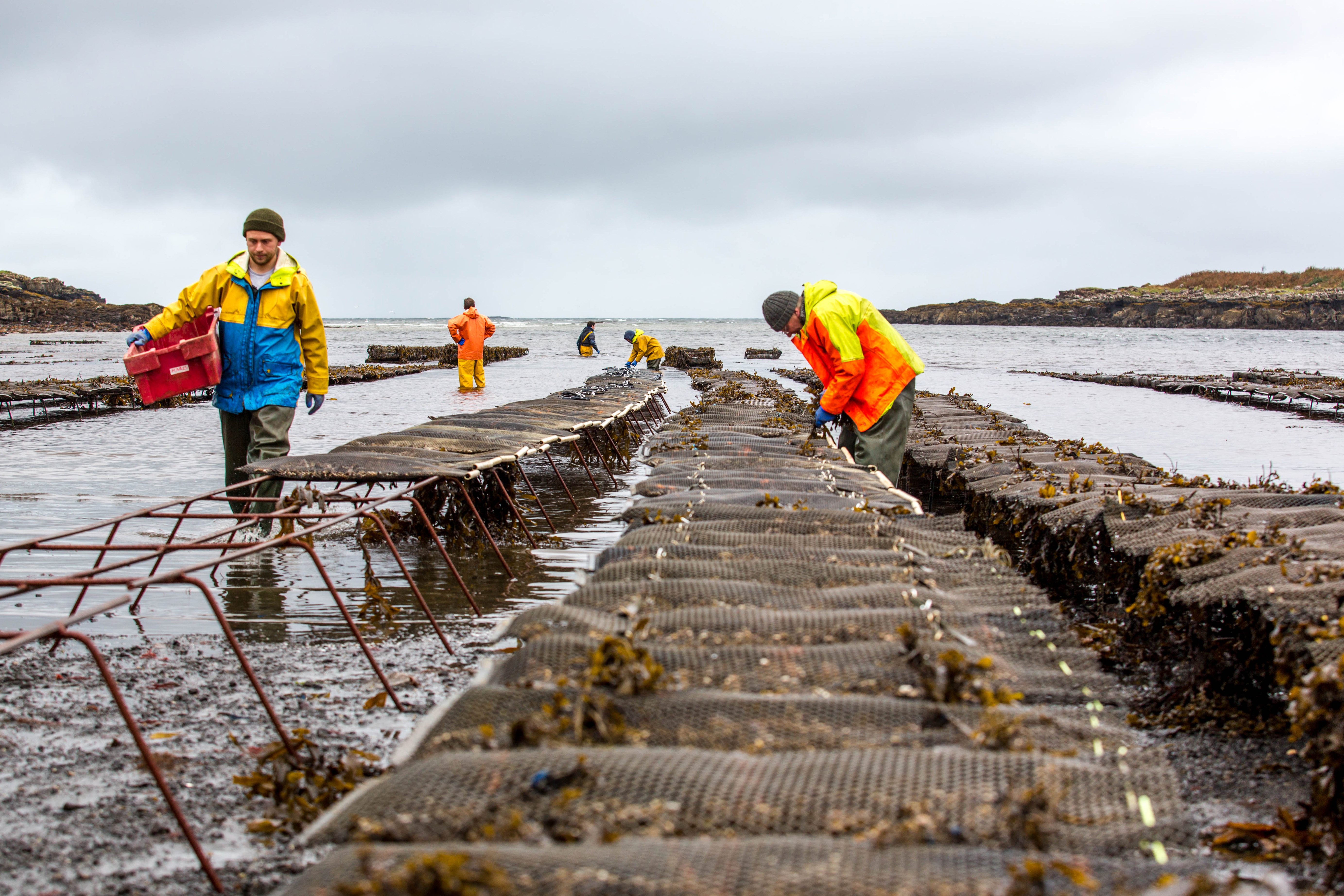 Photo of aquaculture workers by the shore