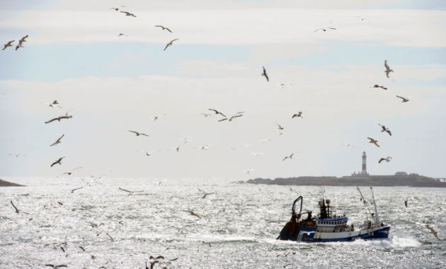 A fishing vessel heads out to see followed by a flock of birds.