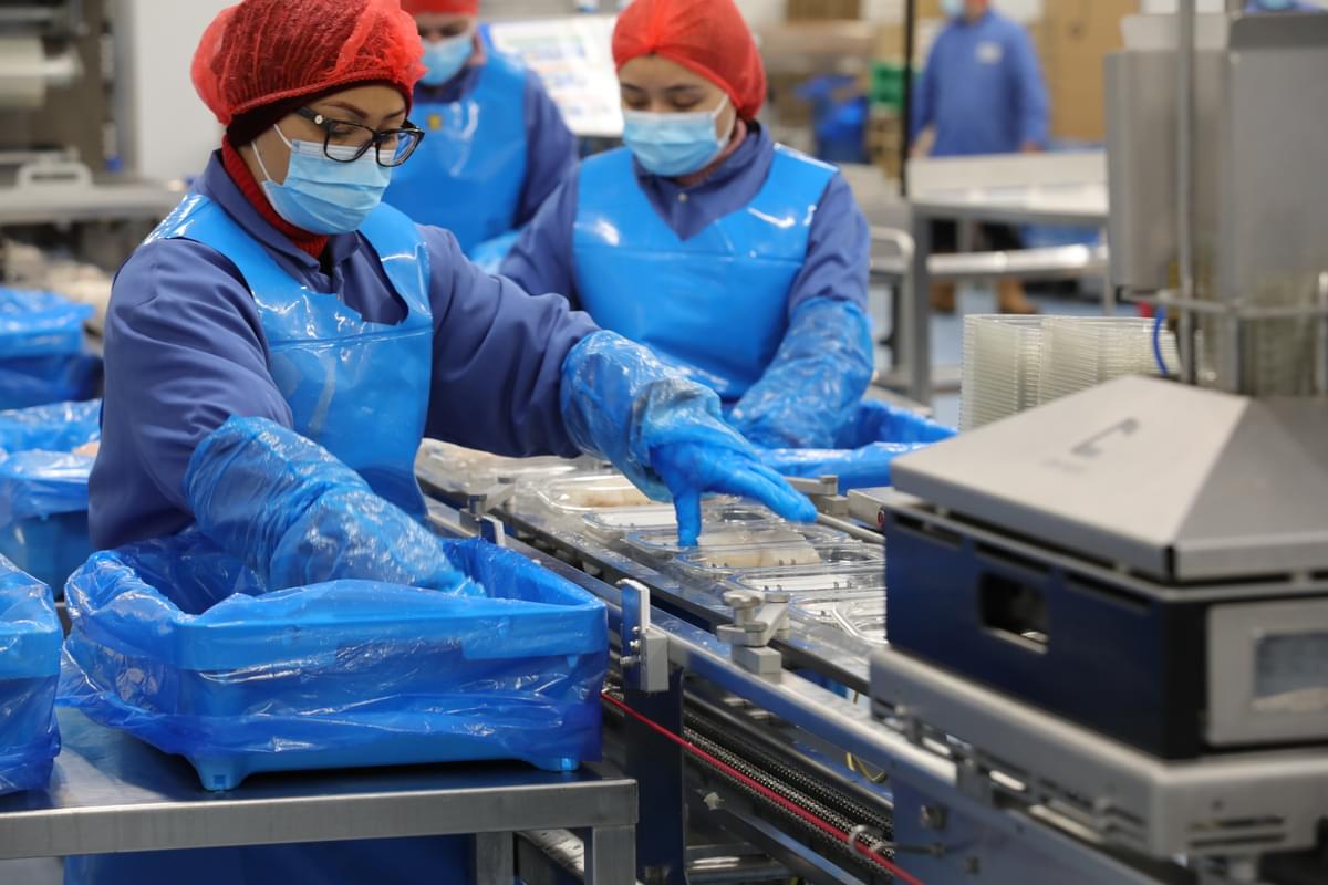 Two workers on a production line at a seafood processing factory.