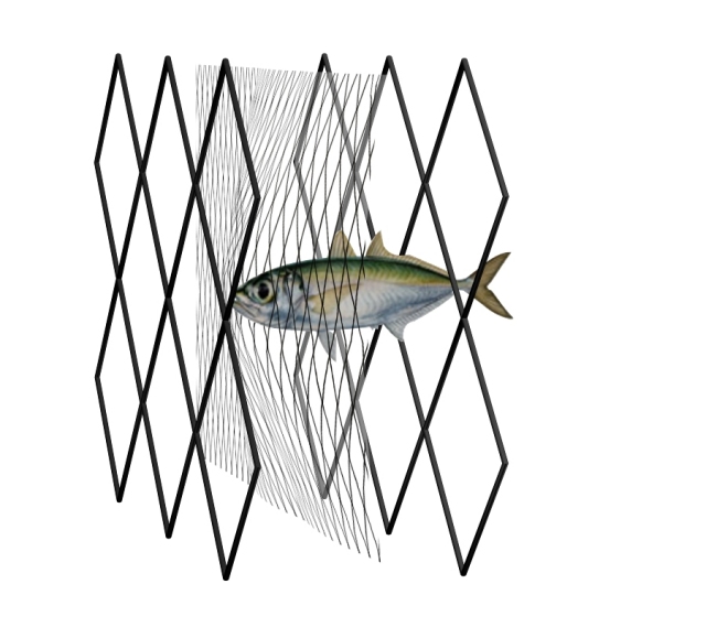 Head of fish entering the smaller middle mesh layer of net