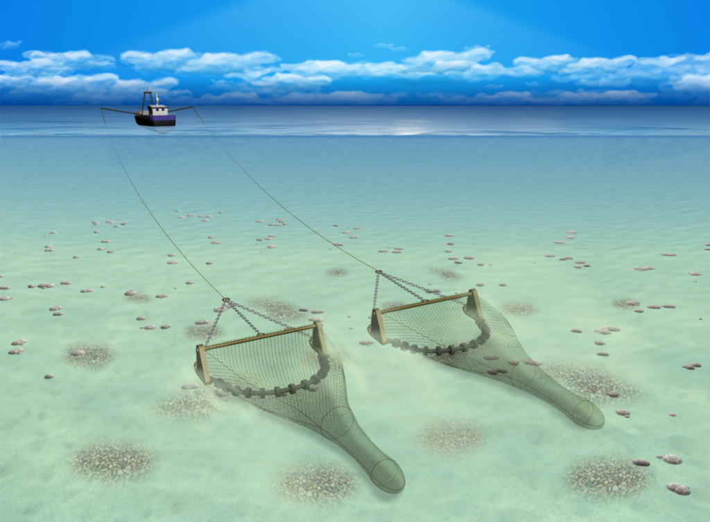 Illustration of a trawler towing two beam trawls.
