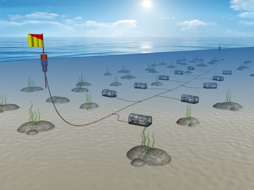 Creel pots spread out evenly across the seabed