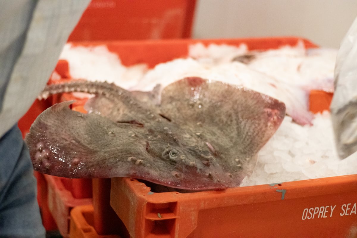 A freshly-caught thornback ray sitting on an orange tray filled with ice.