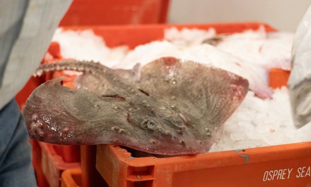 A freshly-caught thornback ray sitting on an orange tray filled with ice.