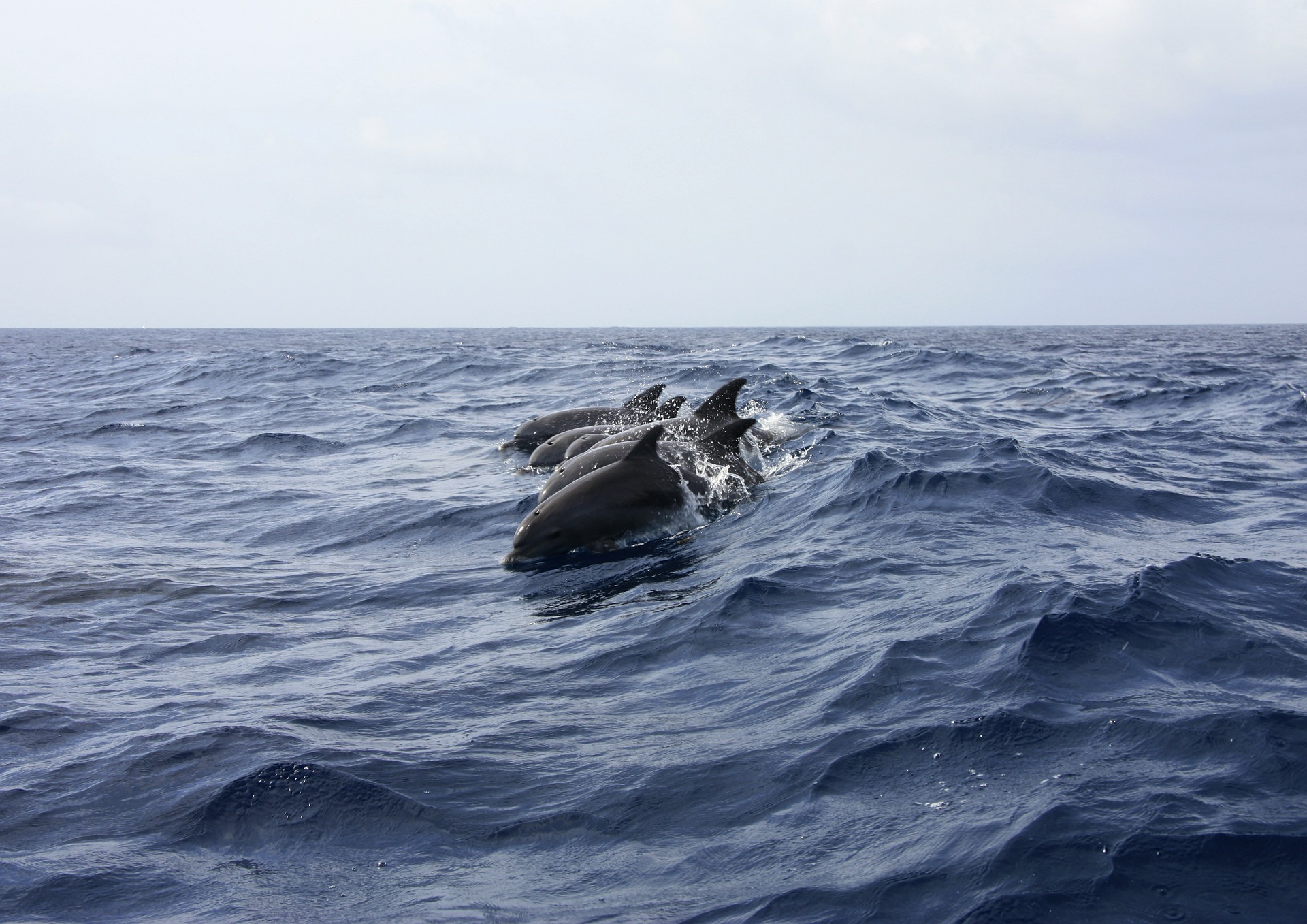 Photo of dolphins swimming at the surface of the sea