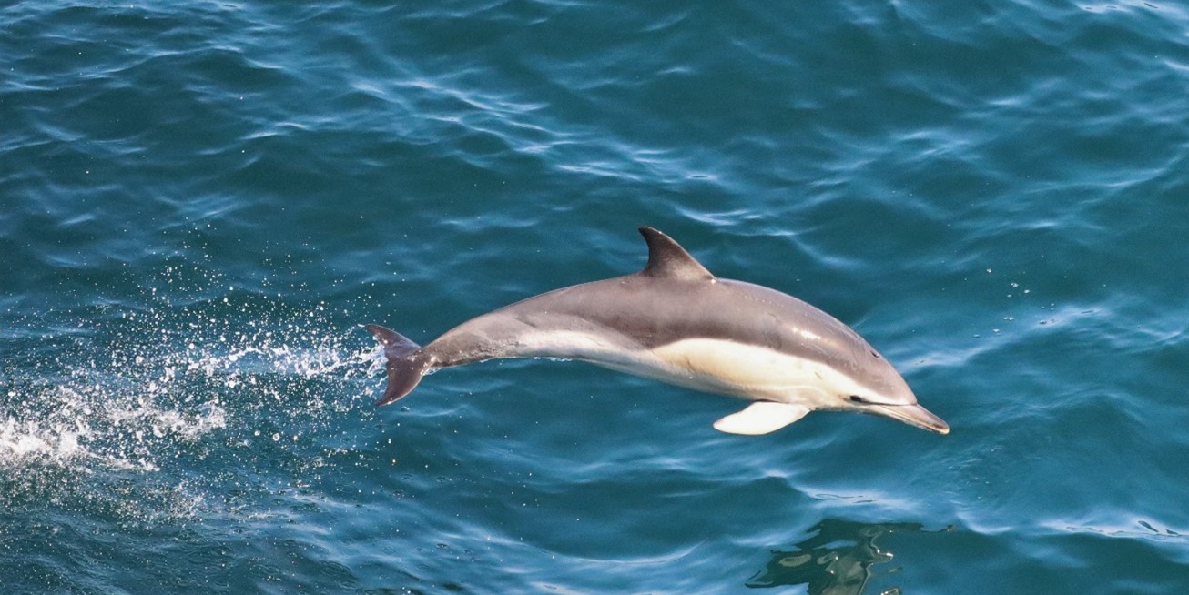 Dolphin jumping over the sea