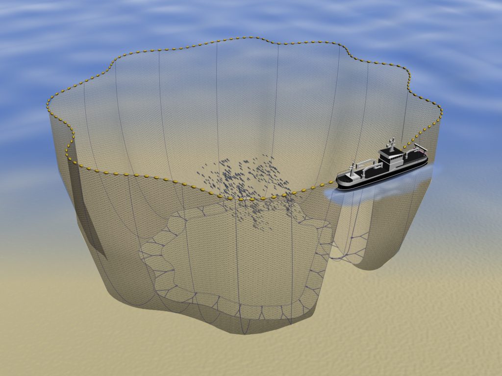 Large open purse seine net deployed in a circle alongside vessel