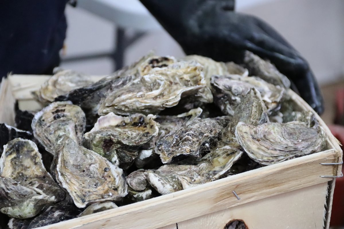 Dozens of oysters in a wooden crate.