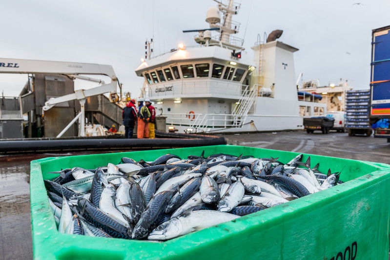 Box of mackerel sitting on the side of a harbour. There is a fishing boat in the background.