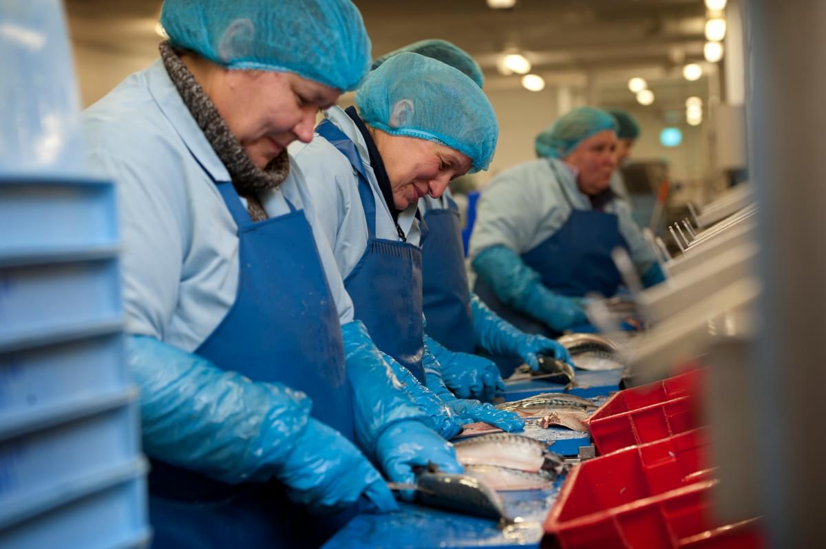 A row of smiling workers in PPE fillet mackerel on a production line.