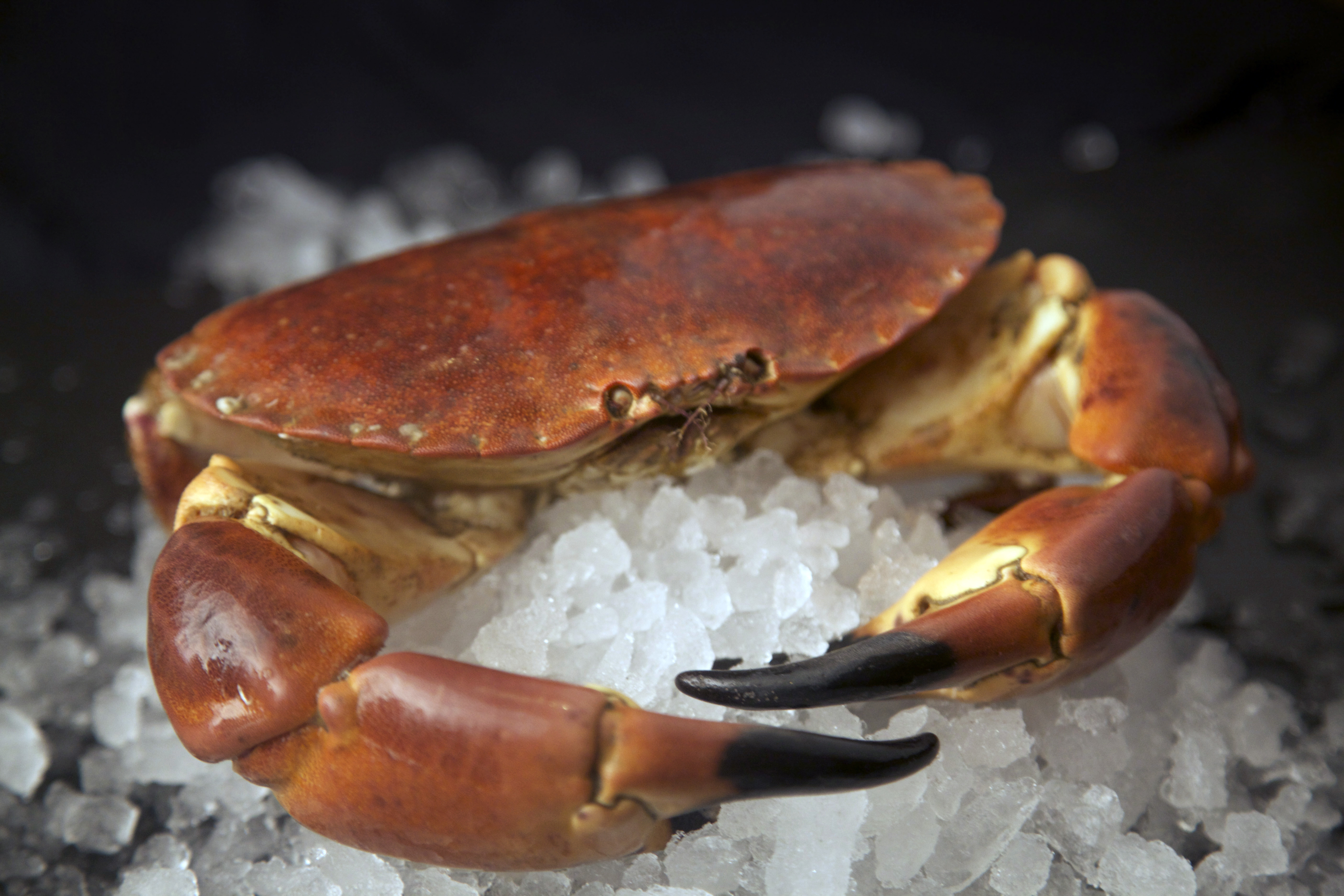 Photo of a brown crab on top of some ice