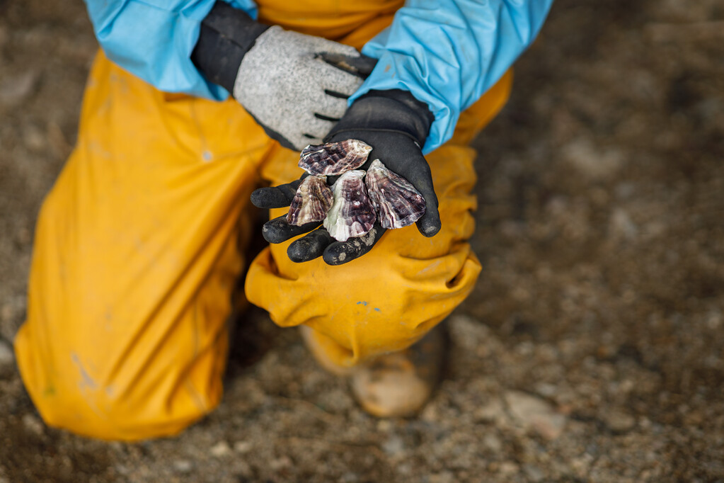 A person holds out their hand holding three oysters